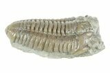 Prone Flexicalymene Trilobite w/ Brachiopods - Mt Orab, Ohio #380328-1